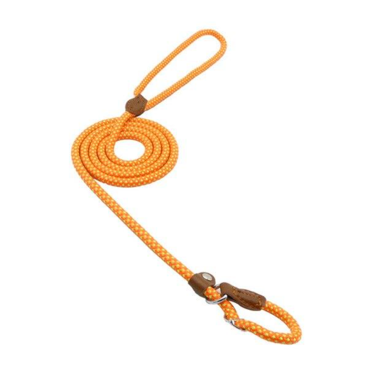 Matching Collar &amp; Lead Set — 7 Colours, 4 Sizes
